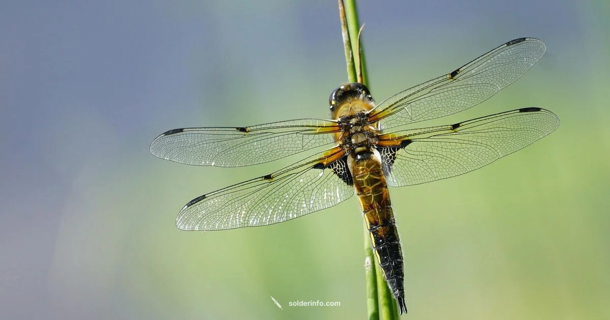 Nikolite Solder Lead - SolderInfo