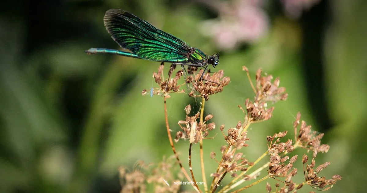 Nearby Solder - SolderInfo