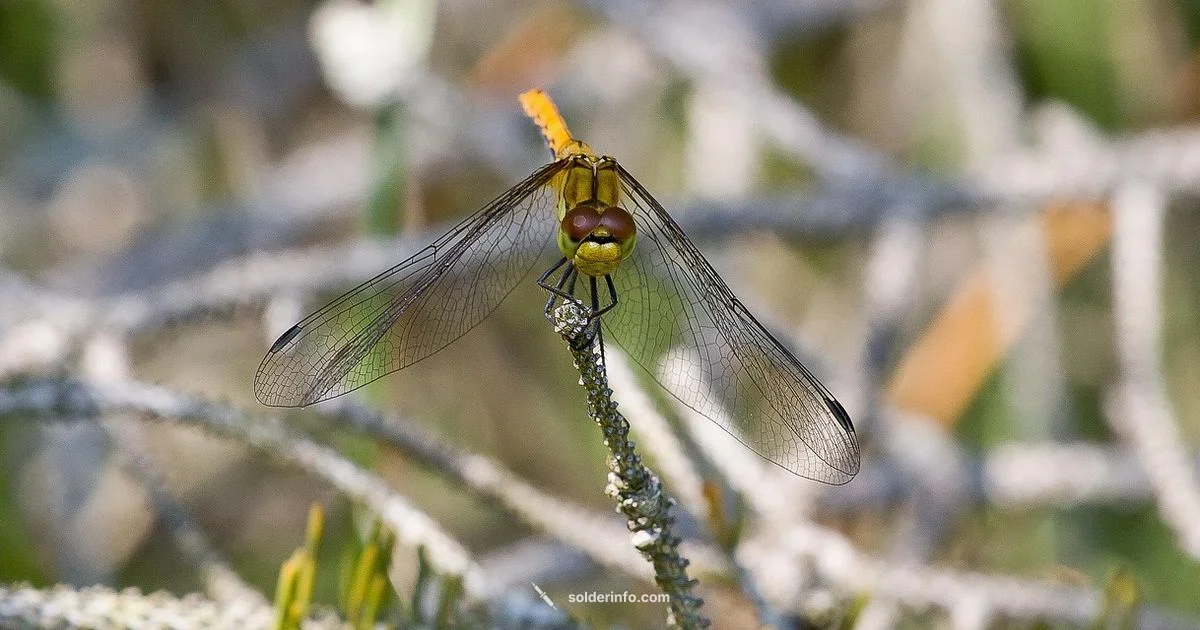 Gas in Soldering - SolderInfo